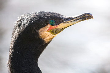 Kormoran