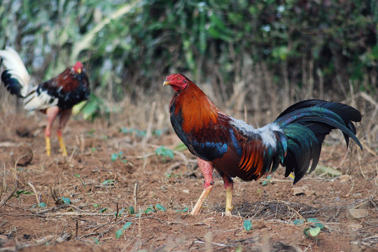 Gallo fino en un campo cubano