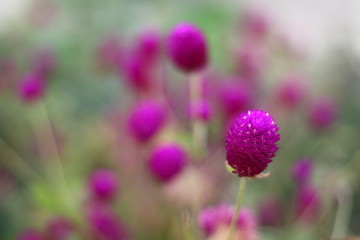 Sprinkle the flowers are purple flowers.