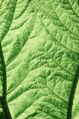 Extreme close up of back of giant leaf