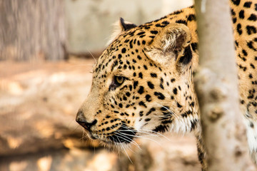 Leopard (Gepard)