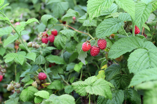Bright bunches of ripe raspberry hanging on the branches and bus