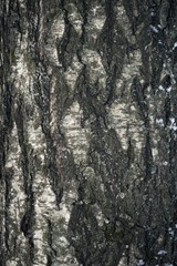 Obraz premium Texture of birch tree bark