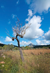 Blossoming almond trees