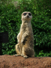 Meerkat on guard