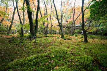 Gioji temple autumn scene,Kyoto,tourism of Japan