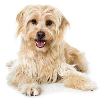 Niedlicher Mischlingshund