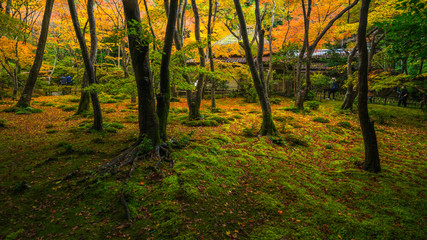 Gioji temple autumn scene,Kyoto,tourism of Japan