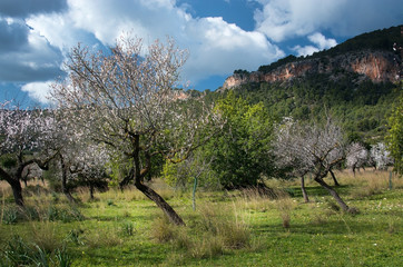 Blossoming almond trees