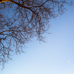 Tree branch on sky background.