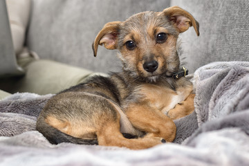 Hundewelpe liegt auf der Couch