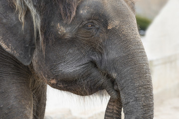 Elefant