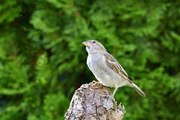 Haussperling auf einem Ast