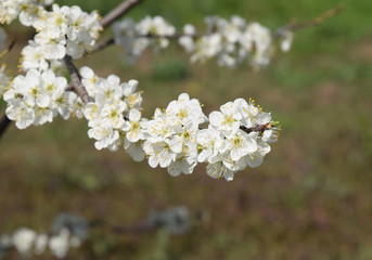 Flowering plum garden