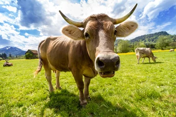 Crédence en verre imprimé Vache Kuh im Allgäu