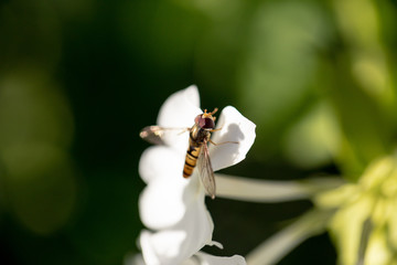 Wasp on flower