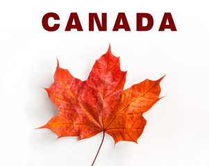 Canada logo maple leaf Love Canada