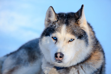 Portrait of the Siberian Husky dog black and white colour with blue eyes in winter