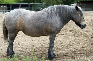 Heavy draught horse of Mecklenburg