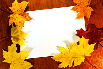 Naklejka na ściany i meble Autumn border from yellow and red maple leafs 