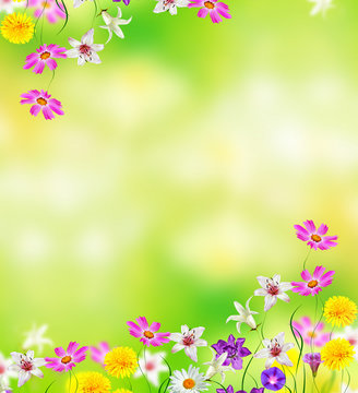 bright daisy flowers on a background of the summer landscape.