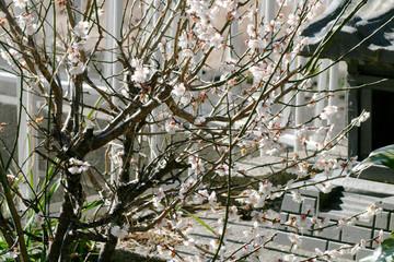 梅の花と社