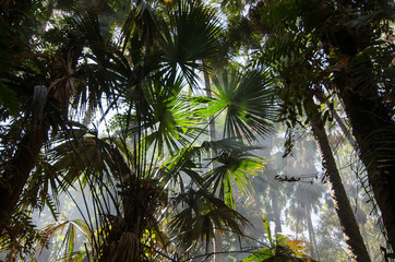 Palm trees decorate in forest.