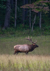 Bull Elk Standing in Fall Field