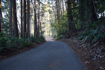 Fototapeta premium Forest
