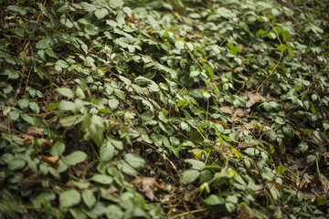 Small green leaves covering the ground