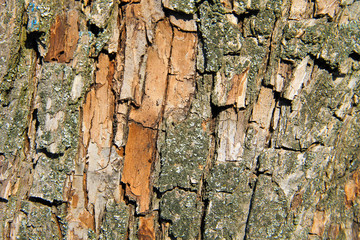 Tree bark texture. Wood background