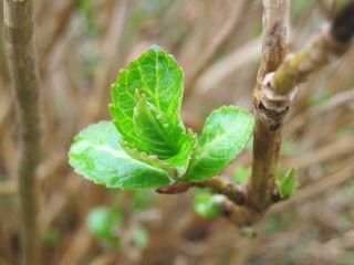 Sprout of hydrangea