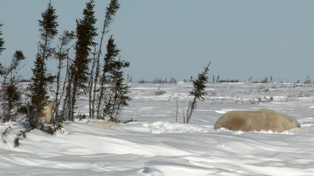 This Polar Bear Cubs (Ursus maritimus) mother with two three months old playful cubs at denning site, Wapusk N.P. Canada
