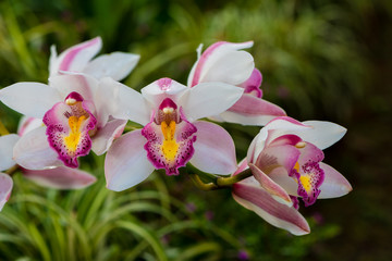 The wild cymbidium orchid often found on the mountain of northern Thailand. The flowers last about...