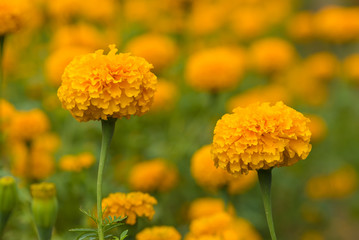 Mexican marigold is an herbaceous plant from the sunflower family cultivated commercially for its yellow flowers both as an ornamental plant and food colouring additives.