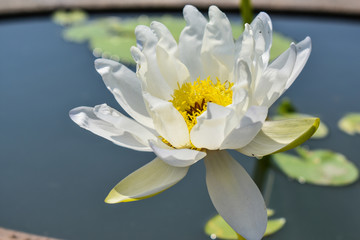 Beautiful White lotus blooming