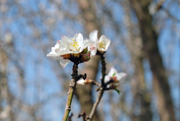 Spring flowering almond
