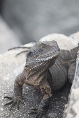 grosser leguan