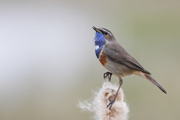 Bluethroat (Luscinia svecica) sitting in reed, The Netherlands