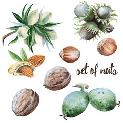 set of nuts. Walnuts, hazelnuts and almonds. Isolated on white background.