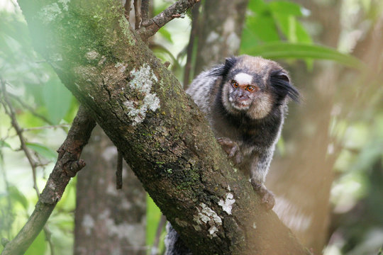 Black-tufted Marmoset (Callithrix Penicillata) In Tree, Parque Nacional De Brasilia, Brasilia, Brazil