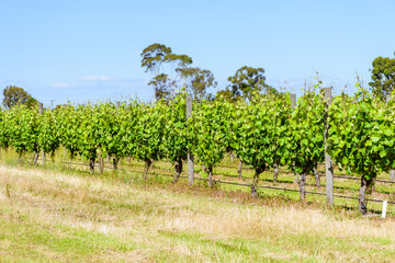 Fototapeta na wymiar Growing vineyard