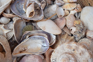 Sea Shells