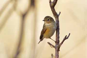 Red-flanked Bluetail (Tarsiger cyanurus) sitting on branch, Wassenaar, the Netherlands