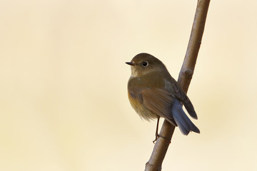 Red-flanked Bluetail (Tarsiger cyanurus) sitting on branch, Wassenaar, the Netherlands