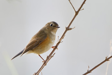 Red-flanked Bluetail (Tarsiger cyanurus) sitting on branch, Wassenaar, the Netherlands