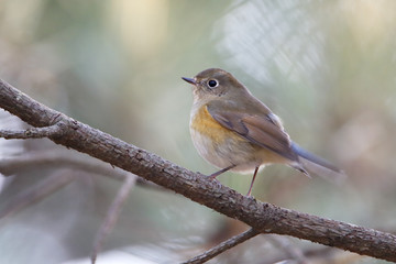 Red-flanked Bluetail (Tarsiger cyanurus) sitting on branch, Wassenaar, the Netherlands