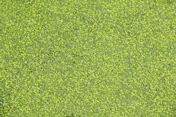 Fototapeta premium Extreme close up of pond algae