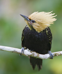 Blond-crested Woodpecker (Celeus flavescens) female sitting on branch in garden, Itanhaem, Brazil