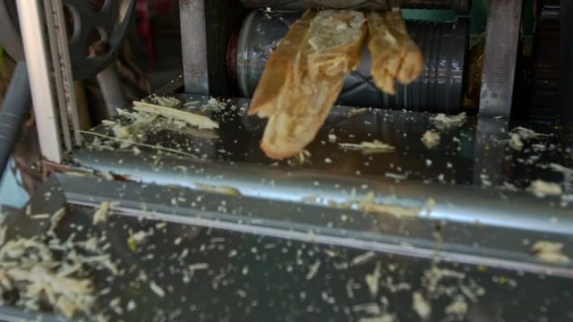 Man Draws Cane-sugar Stem out of Juice Making Machine